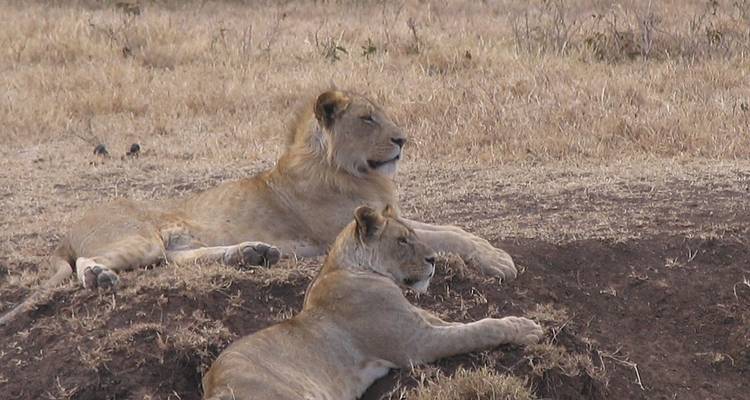 CLASSIC WONDERS OF KENYA, TANZANIA AND ZANZIBAR - Classic Journeys Africa Ltd 4