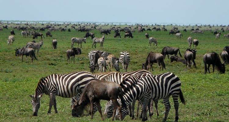 CLASSIC WONDERS OF KENYA, TANZANIA AND ZANZIBAR - Classic Journeys Africa Ltd 9