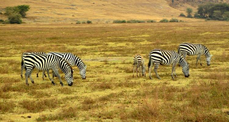 Classic Best Adventure Kenya and Tanzania, 2024- Luxury Accomodation Properties. - Classic Journeys Africa Ltd 1