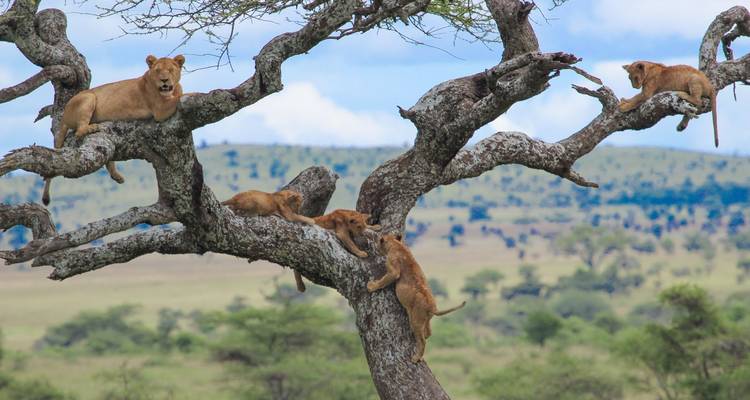 Classic Best Adventure Kenya and Tanzania, 2024- Luxury Accomodation Properties. - Classic Journeys Africa Ltd 8