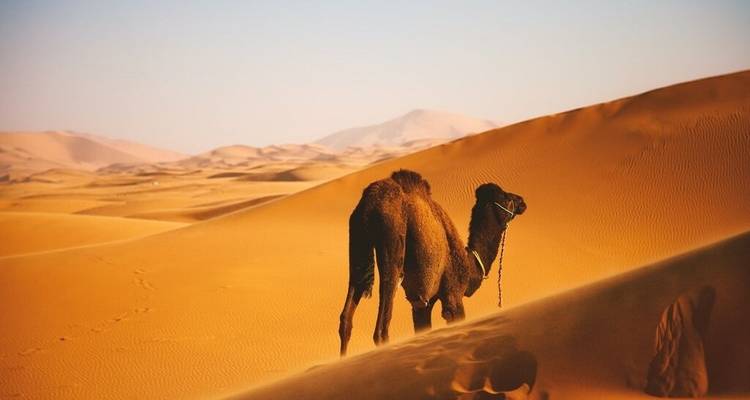 Kamel steht auf Wüstendünen unter klarem Himmel.