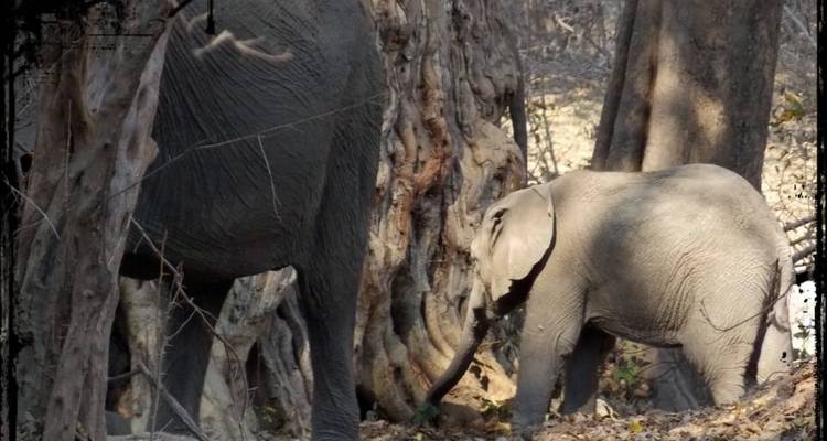 7 días en las Pozas de Mana y el Parque Nacional de Hwange - Little Roz Tours 2
