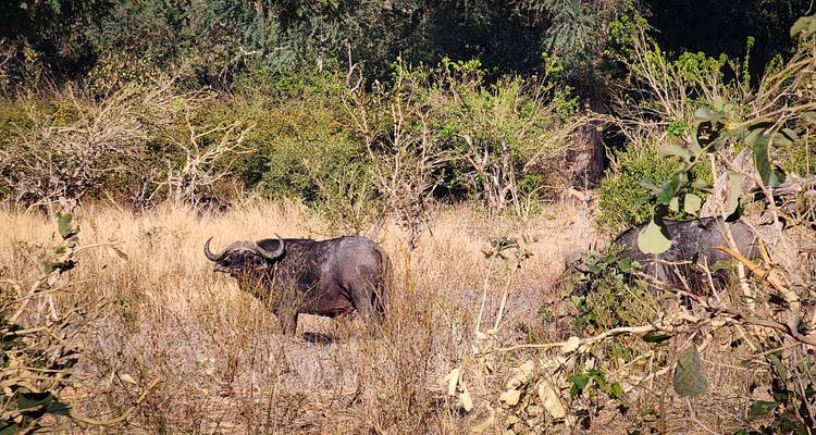 7 días en las Pozas de Mana y el Parque Nacional de Hwange - Little Roz Tours 4