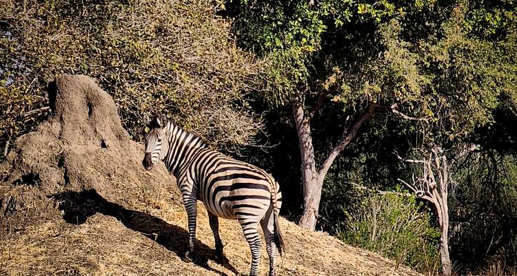 7 días en las Pozas de Mana y el Parque Nacional de Hwange - Little Roz Tours 6