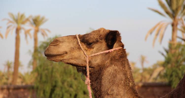 A camel with palm trees in the background.