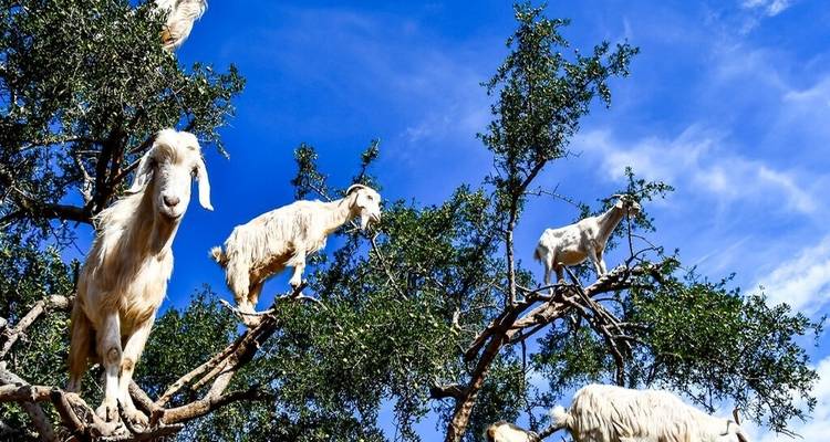 Cabras subiendo a un árbol de argán bajo un cielo azul.