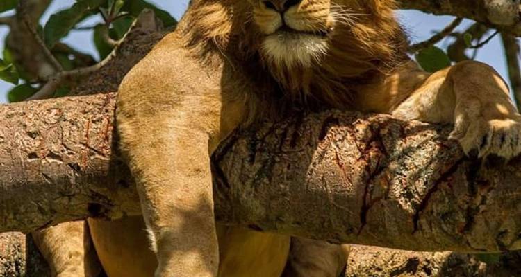 7 Days Amazing Big Five, Chimp & Gorilla Trekking Safari - Rumara Safaris 1