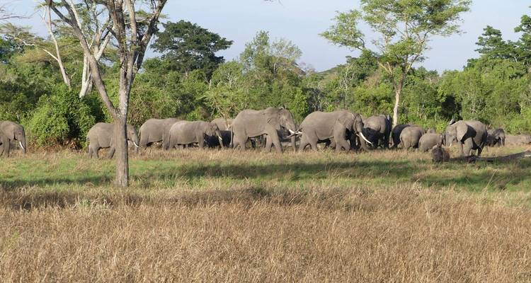 7 Days Amazing Big Five, Chimp & Gorilla Trekking Safari - Rumara Safaris 2