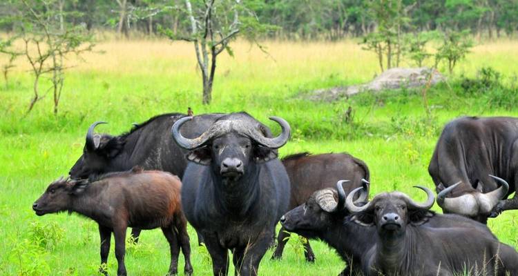7 Days Amazing Big Five, Chimp & Gorilla Trekking Safari - Rumara Safaris 3