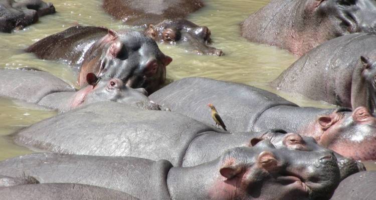 7 Days Amazing Big Five, Chimp & Gorilla Trekking Safari - Rumara Safaris 4