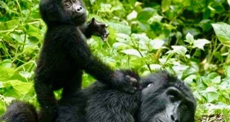 7 Days Amazing Big Five, Chimp & Gorilla Trekking Safari - Rumara Safaris 6