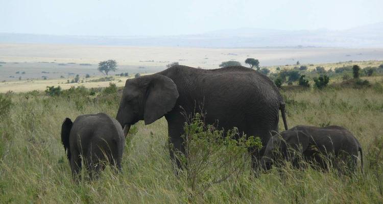 7 Days Amazing Big Five, Chimp & Gorilla Trekking Safari - Rumara Safaris 7
