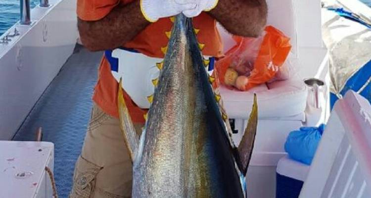 Person, die einen großen Fisch aufrecht auf einem Boot hält.