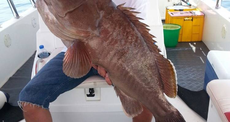 Person sitzt auf einem Boot und hält einen großen Fisch.