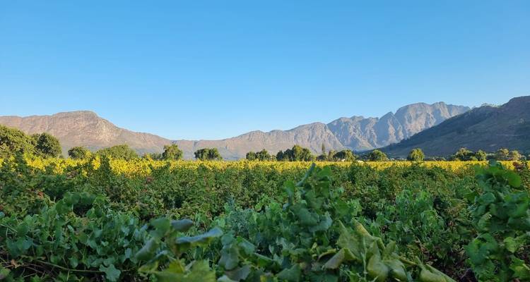 Vaste étendue viticole avec des rangées de vignes encadrées par des montagnes escarpées sous un ciel bleu dégagé