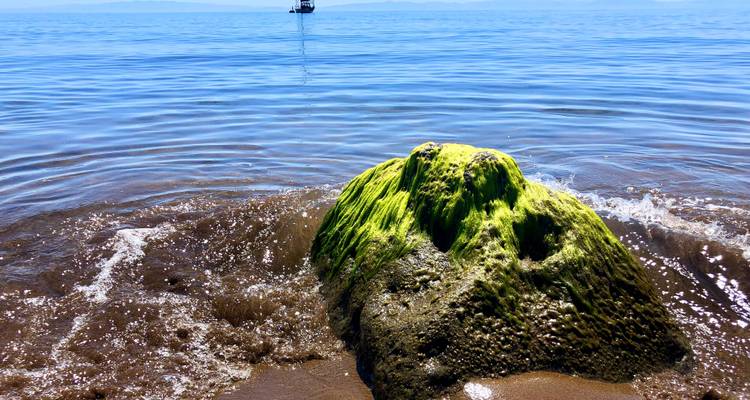 Rocher recouvert d'algues vertes dans la mer.