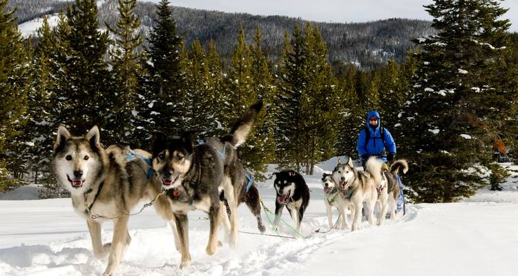 Circuit de 6 jours au pays des merveilles de l'hiver à Yellowstone - Bindlestiff Tours 3