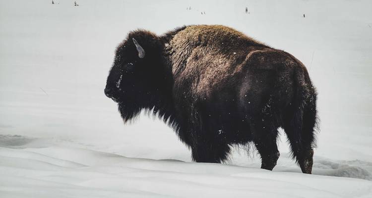 Circuit de 6 jours au pays des merveilles de l'hiver à Yellowstone - Bindlestiff Tours 4