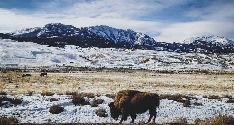 Circuit de 6 jours au pays des merveilles de l'hiver à Yellowstone - Bindlestiff Tours 6