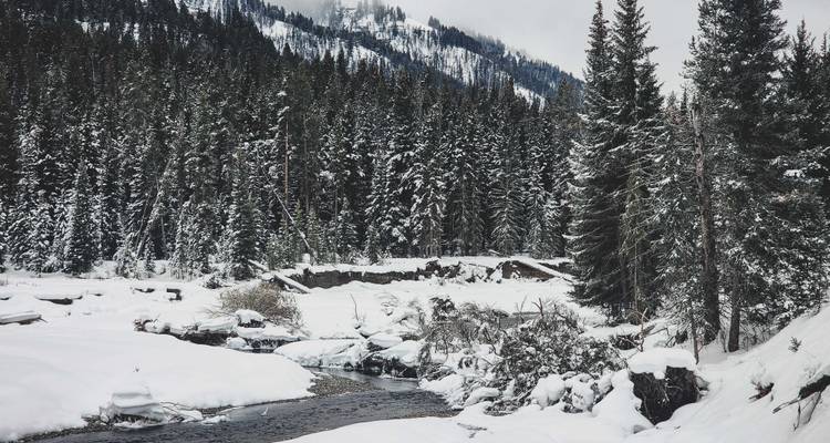 Circuit de 6 jours au pays des merveilles de l'hiver à Yellowstone - Bindlestiff Tours 9