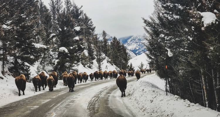 Circuit de 6 jours au pays des merveilles de l'hiver à Yellowstone - Bindlestiff Tours 10