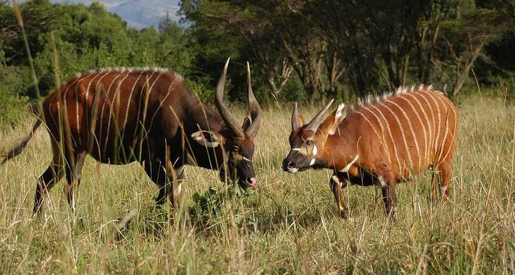 8 Days Kenya Classic - Classic Journeys Africa Ltd 6