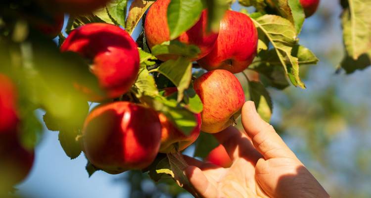 Eine Hand greift nach oben, um reife rote Äpfel zu pflücken, die von einem sonnenbeschienenen Obstgartenzweig herabhängen.