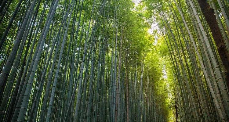 Premium Highlights of Japan - Intrepid Premium 4