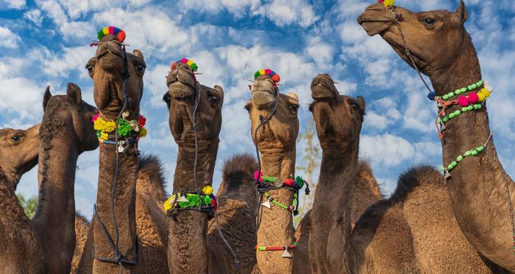Grupo de camellos con arneses decorativos contra un cielo azul.
