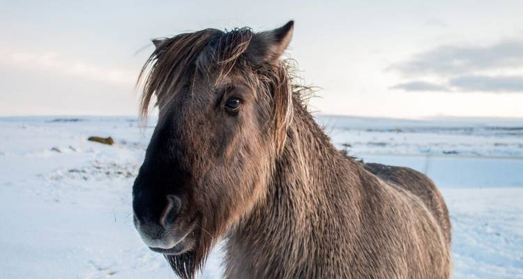 Gros plan d'un cheval islandais dans un paysage enneigé.