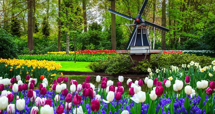 Les parterres de tulipes éclatants et les jacinthes fleurissent autour d'un petit moulin à vent dans les Jardins de Keukenhof.