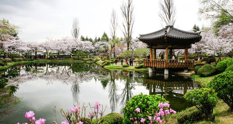 Japanese garden with a pond and a traditional pavilion surrounded by cherry blossoms.