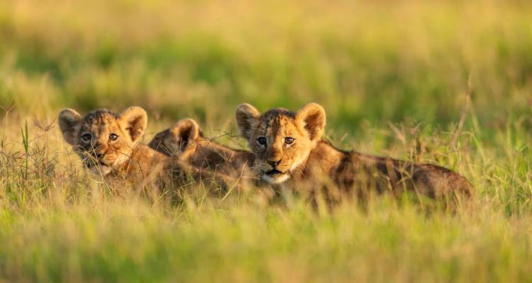 CLASSIC JOURNEYS 10 DAYS SAFARI IN KENYA - Classic Journeys Africa Ltd 7