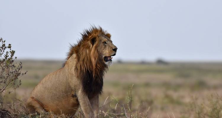 Majestic lion sitting in the grasslands.