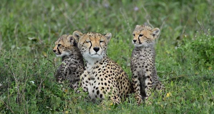 Cheetah with two cubs sitting in the grass.