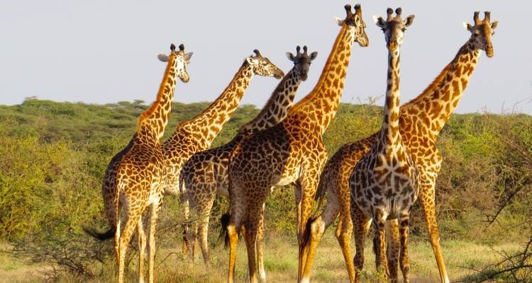 Group of giraffes in the savanna.