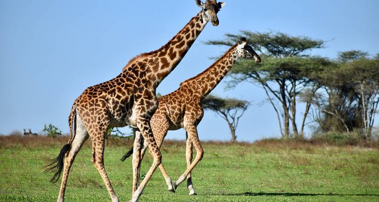 Two giraffes walking in the savanna.