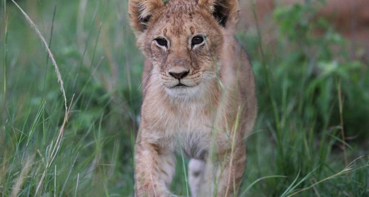 Junges Löwenjunges läuft durch das Gras.