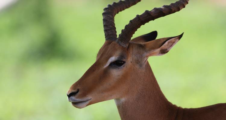 Nahaufnahme eines Antilopenkopfes mit Hörnern.