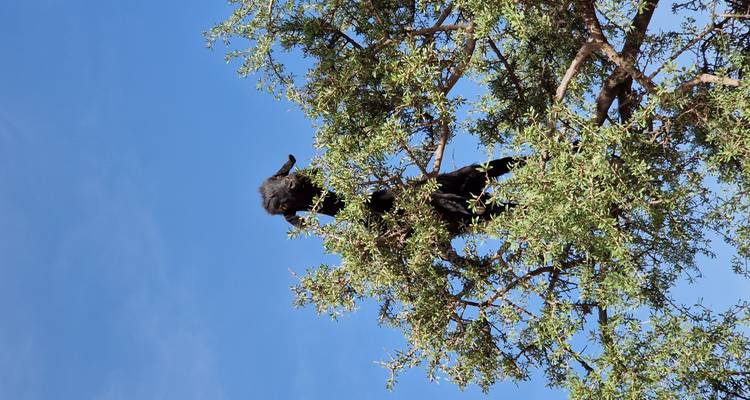 Un arbre avec un animal de couleur sombre dedans et un ciel bleu clair.