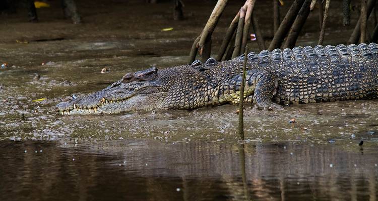 Crocodile sur une berge dans une mangrove