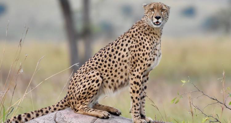Guépard assis sur un rocher dans la savane.
