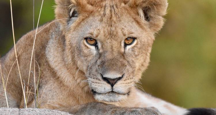 Gros plan d'un jeune lion couché.