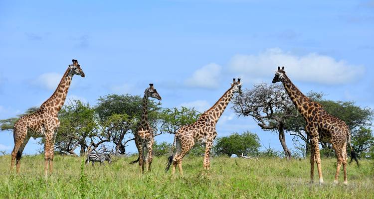 Des girafes debout dans une savane ouverte avec des zèbres en arrière-plan.