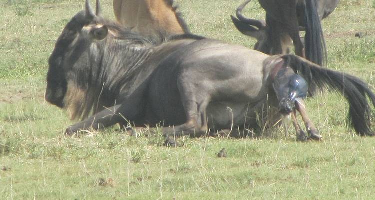 Experiencia de Safari con campamento en Tanzania - Hazzes Adventure 1