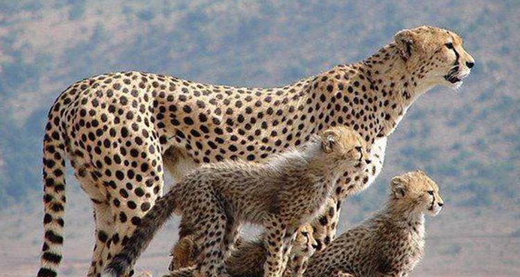 Experiencia de Safari con campamento en Tanzania - Hazzes Adventure 2