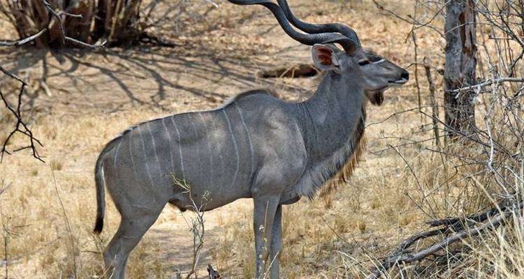 Experiencia de Safari con campamento en Tanzania - Hazzes Adventure 3