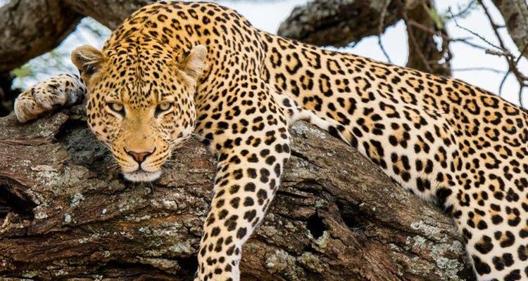 Experiencia de Safari con campamento en Tanzania - Hazzes Adventure 6