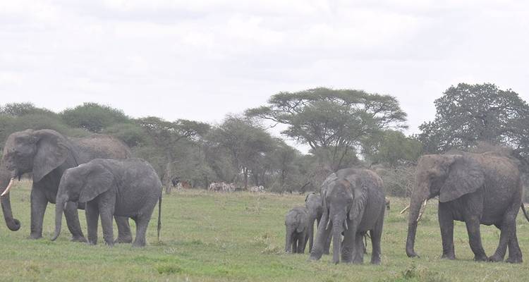 Experiencia de Safari con campamento en Tanzania - Hazzes Adventure 7