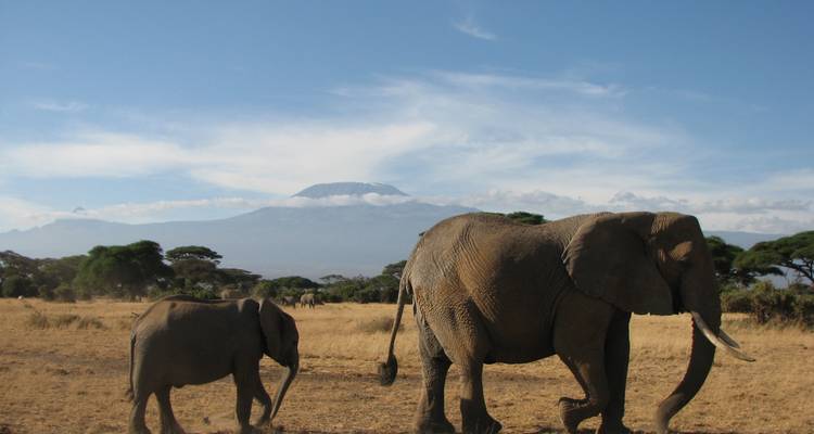 Safari por Kenia y natación Swala Pala - Accept Reisen 1